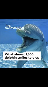 Dolphins’ playful nature, from surfing waves to social games, reveals fascinating insights into animal communication.  Researchers filmed 22 captive dolphins for 80 hours over 60 days, delivering a total of 1,288 open mouth events or dolphin smiles. Read what they concluded via the #LinkInBio  Elisabetta Palagi, University of Pisa #EnvironmentAndEnergy | The Conversation Africa | Facebook