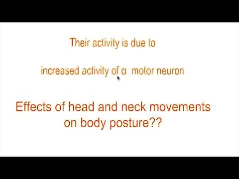 Decerebrate and Decorticate Rigidity