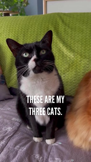 Orange is a special breed! 🧡 | The Oreo Cat