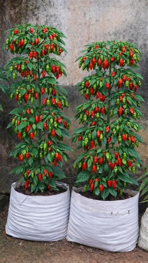 Big Bombay Chili Plant Secret 🌶️ | Red Potash Feeding Result