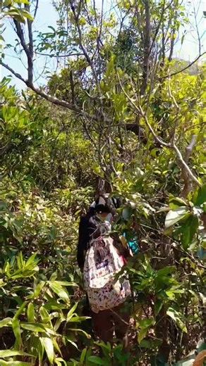 On our way to Ma on Shan peak #hike #ofw #adventure #adventurer #wilderness #bisayanglaaganjourney