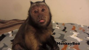 154K views · 10K reactions | MonkeyBoo enjoys a pack of TASTY Motts Fruit Medleys!  | MonkeyBoo | Facebook