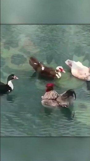 Nature’s Comedy – When a Rooster Thinks He’s a Duck!