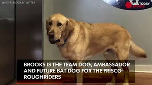 57K views · 206 reactions | Meet Brooks. He is the team dog, ambassador and future bat dog for the Frisco RoughRiders. He's also a speedster on the bases. https://usat.ly/2sqlHyK | USA TODAY Sports | Facebook