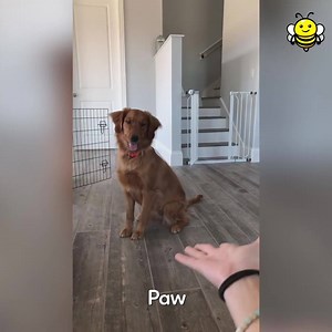 5.5K views · 255 reactions | The best high-five! | I Love Goldendoodles | Facebook