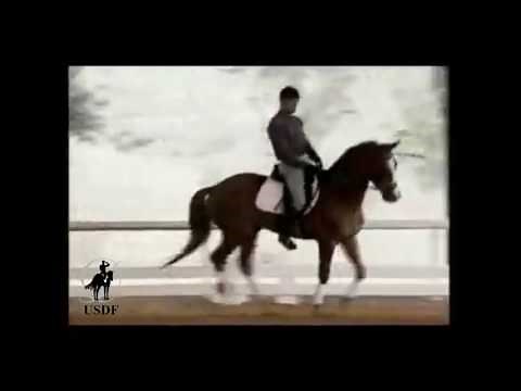Training and First Level Dressage: Rhythm, Cadence and Suppleness