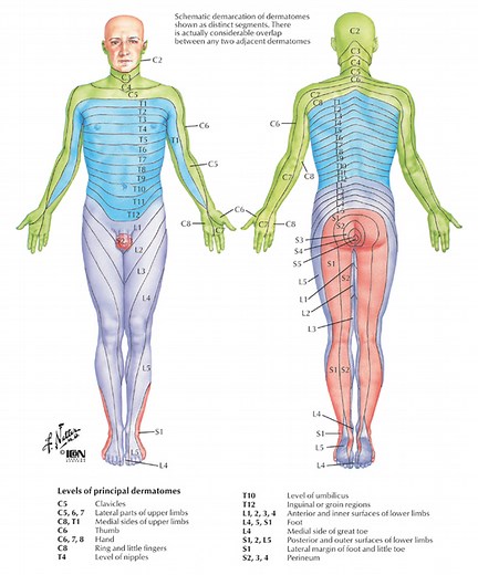 Dermatomes/Myotomes