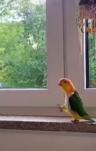#fyp #fypシ #viral #fypシ゚viral #funn #tiktok #1millionviews #viraltiktok #fypage #tik #likes #tiktokindia #comedia #tiktoknews #vwt4 #parrot #bird #marching