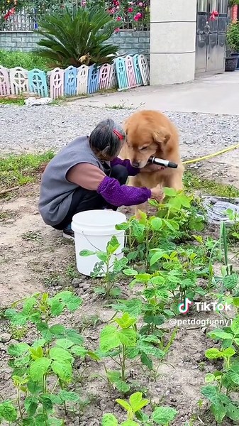 Moumou: The Genius Pet Dog