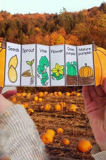Pumpkin life cycle sequencing activity
