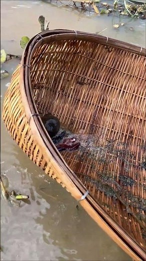 Catching Betta Fish And Wild Betta Fish At The Countryside, Unbelievable Catching