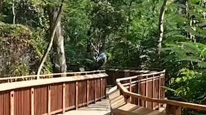 Mumbai’s first treetop walk at Malabar Hill now Open: Check timings and fees