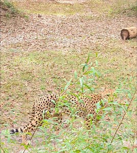 1.9K views · 39 reactions | Ever heard a cheetah "meow"? Sound up!  Did you know a cheetah's voice box is anatomically similar to a house cat? While this enables them to purr continuously, the range of sounds they can make is limited. Cheetahs can't roar, but they can "meow". : Alison Harrell, Guest Services Manager | Chehaw Park & Zoo | Facebook