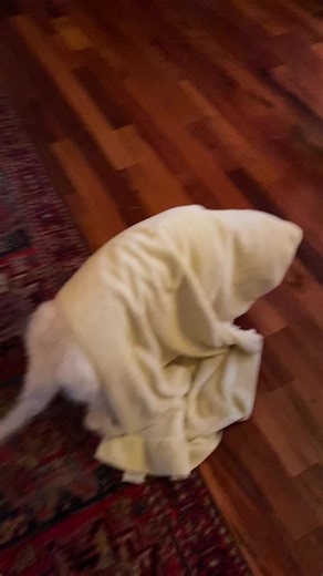 Do the dash #freeyourmind #golden #puppy #wakeupsheeple #lucki