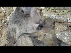Baboon mother suckling her infant.