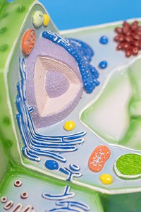 Facts About Plant and Animal Cells {+ a FREE Printable}