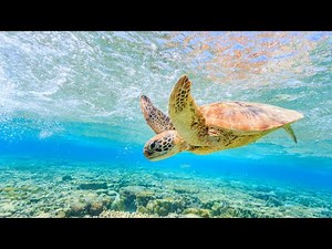 Sea Turtles Facts | Sea Turtles for Kids | Sea Turtle National Geographic Documentary | Sea Turtle