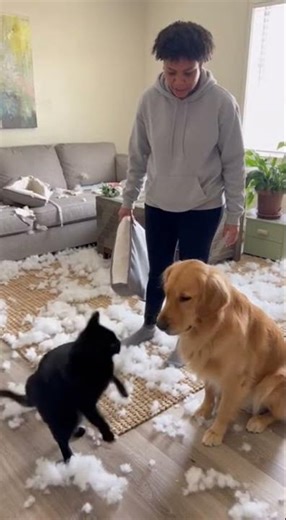 Cat Snitches on Dog