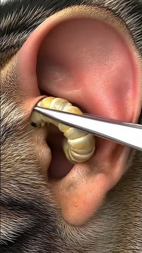 Larvae Removal from Dog Skin 17