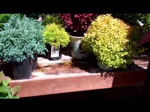 Shrubs for Small Spaces