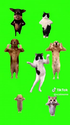 【猫ミーム】踊る猫ダンスGIF素材！TikTokで話題の猫ミームを Greenscreenで使おう
