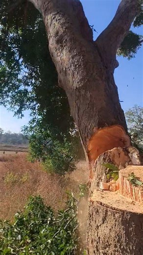 "Dangerous Tree Cutting ❗ High Risk Job"#tree #tree cutting#dangerous