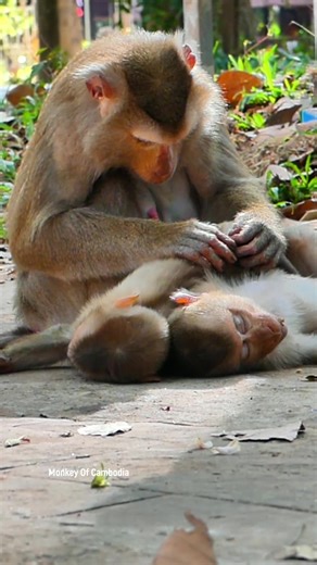 Gentle Monkey Life Story | Mother Luna Watching Over Her Two Sons Lynx and Luno as They Feel Sleepy and Fall Asleep on the Ground in Nature | Monkey Of Cambodia