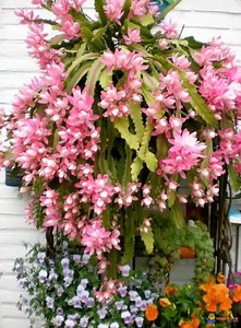 17K views · 519 reactions | Epiphyllum Cactus Garden | Cactus Garden | Facebook