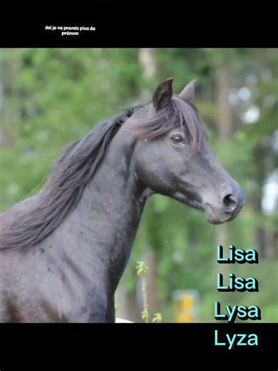 ton prénom ton cheval partie 9(je ne prends plus de prénom désolé)