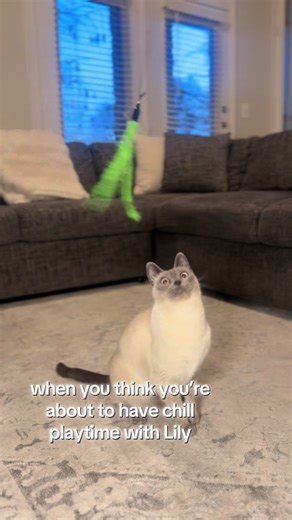 She’s a shooting star, a rocket, a jumping bean 🚀🚀🚀 #siamesecat #cat #funnycat #playingcat