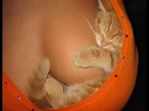 ♥♥♥ Very Funny Cats 4 ♥♥♥