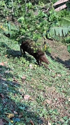 Cena Real:The pig is in great danger. O porco está em grande perigo. सुअर बहुत खतरे में है।