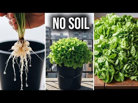 How to Grow Vegetables Without Soil (The Easiest Way for Beginners)