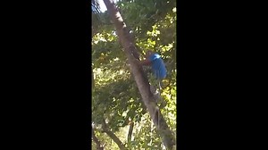 Man Attacked by Wasp While Climbing a Tree