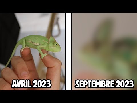 L'évolution de Tao, mon Caméléon casqué ! (Il est magnifique)