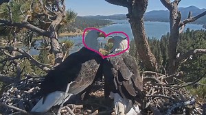 姐豆驱赶乌鸦、多次返回整理巢穴（9.24）_哔哩哔哩_bilibili