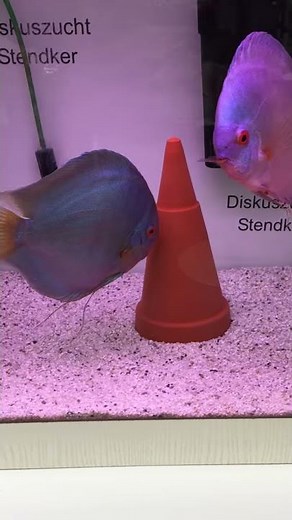 🐟 Poissons exotiques d'eau douce - Discus Stendker Blue Diamont d'élevage allemand