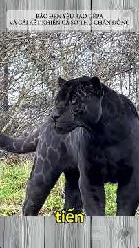 BLACK PANTHER LOVES GEPANISH