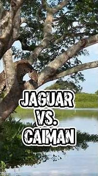 Jaguar vs. Caiman: Sky Strike and River Brawl.