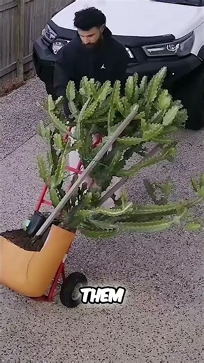 Mailbox Mayhem Epic Fails of Packages, Fishing, and Pumpkins!🤕