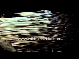 Porcupine quills or Spines