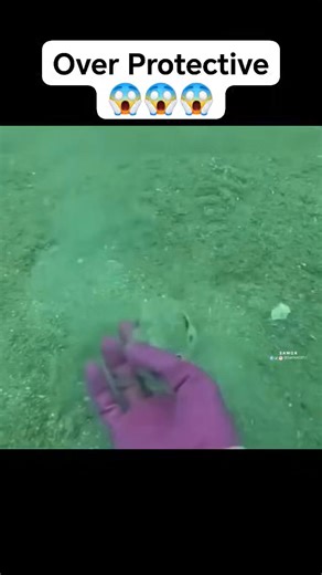 呂呂Ocean crabs are a diverse group of crustaceans with a hard...