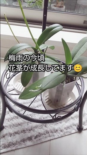 【胡蝶蘭】秋まで楽しめる？#蘭#洋蘭#園芸#室内花#orchid #flowers
