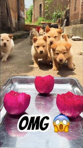 Puppy Eating Sounds ASMR | Soothing Dog Noises for Relaxation#ytshorts #asmrvideos#shorts #animals