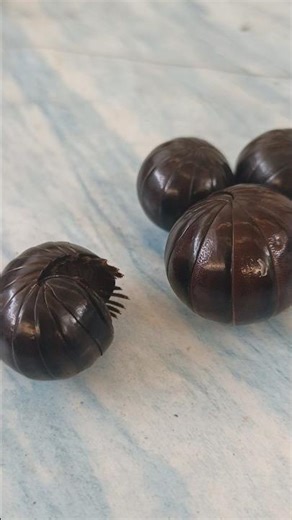 pill millipede learns to walk #millipedeworld #shorts