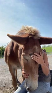 Such a sweet moment with Hickory and trainer Courtney 🥰 Hickory is an old mule who has worked hard all his life and is just soaking up all the love and affection he can get | Gentle Giants Draft Horse Rescue