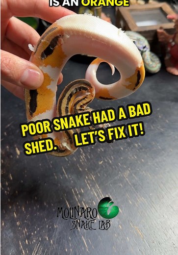 There are a few ways to fix a bad shed this is my favorite. Prevent bad sheds from happening by keeping the snake well hydrated and keeping the enclosure at the proper humidity levels! #molinarosnakelab #snakecare #python #fyp #highqualitycontent
