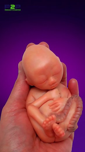 15 Week Fetus Size #pregnant #pregnancy #pregnancyjourney