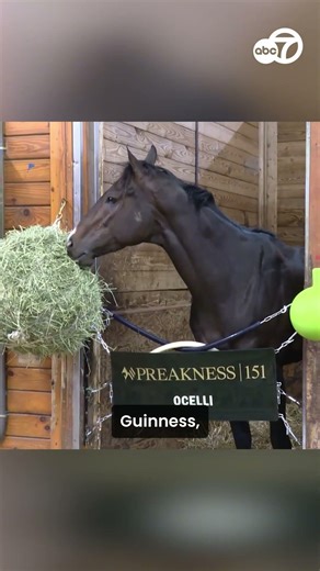 Preakness Preview! 🏇