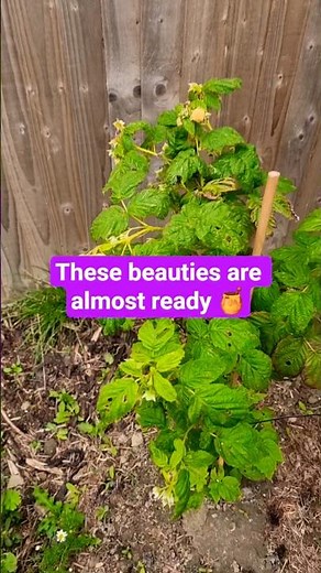 Golden Raspberry Update | A hidden gem you probably never knew about | Watch These Beauties Ripen